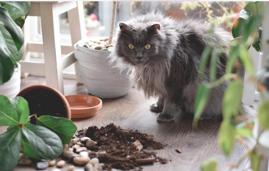 Hvorfor katter slår ting av bord (og hva de virkelig tenker)