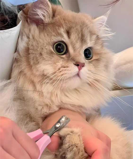 Katt pleieprodukter: Hold pusen ren og komfortabel