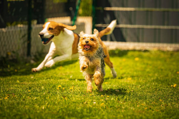 Smarte tips for vellykkede hundeturer: Tren valpen din som en proff